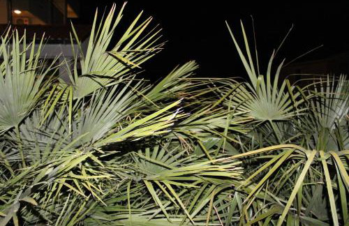 Villa Laurus - Foto 40