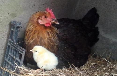 Casa Bianca - Foto 23