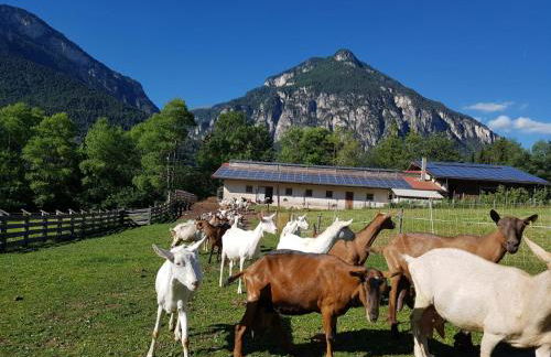 Agritur Maso Piasina - Photo 15