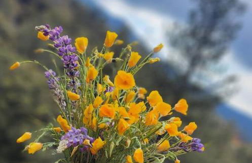 Pine Mountain Club Family Vacation House - Foto 13