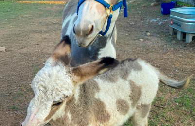 Charming Cabin in the Heart of the TX Hill Country - Photo 27