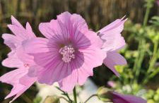 Sowi Dworek - Foto 54