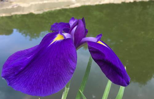 Villa Baronzola - Foto 52