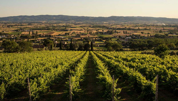 Visita a una cantina con degustazione di formaggio e vino umbro - Foto 5
