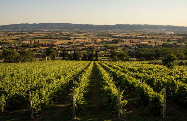 Visita a una cantina con degustazione di formaggio e vino umbro - Foto 5