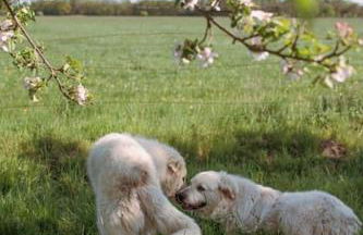 Shropshire House - Foto 18