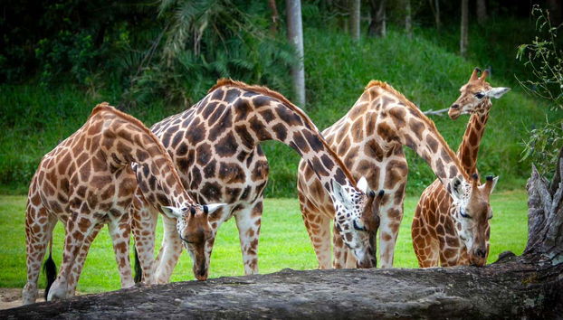 Unas simpáticas jirafas