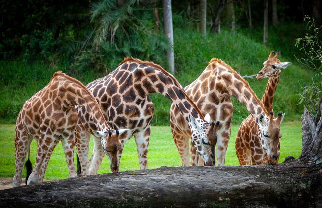 Excursión al Australia Zoo - Foto 5