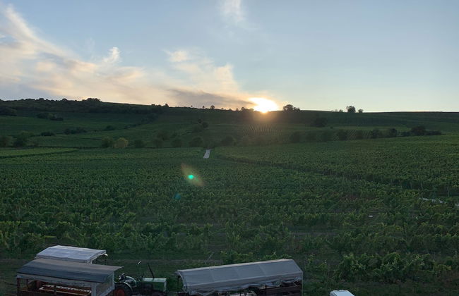 Oppenheim Ferienwohnung Martin - Photo 23