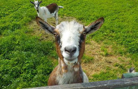 Haus Trötschler - Photo 2