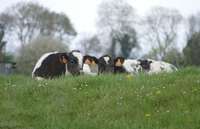 Welcoming Apartment near Town Center in Mesch - Foto 23