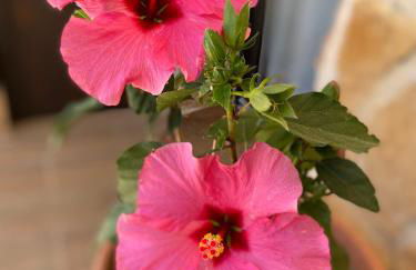 Casa de Olivos - Unique Apartments - Adult Only - Foto 39