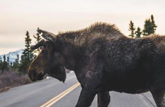 Denali Wild Stay - Moose Cabin, Free Wifi, 2 private bedrooms, sleep 6 - Photo 60