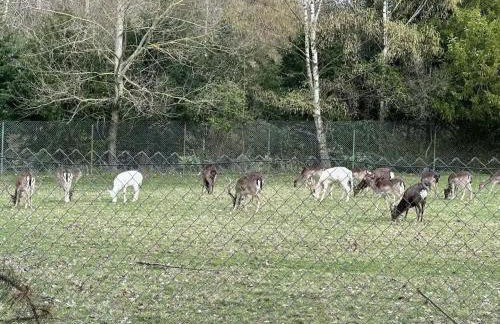 große und luxuriöse Ferienwohnung für max 8 Gäste - Foto 49
