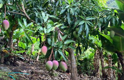 Vistalinda Farmhouse - Foto 39