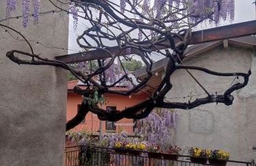 Antico Glicine - Foto 21