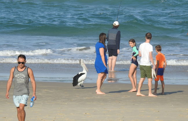 Albatross North Apartments - Photo 79