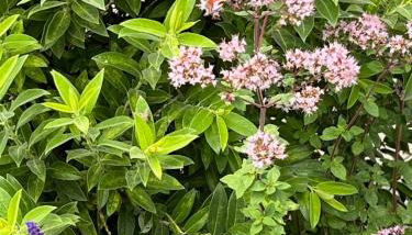 Unter den Wolken - Foto 4, Garden