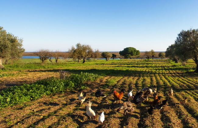 Luz Romana A2 - Foto 39