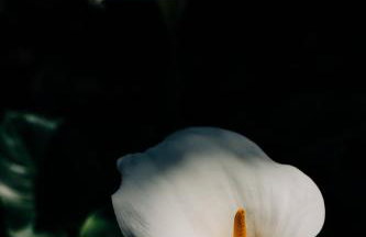 Aspa's House - Foto 50