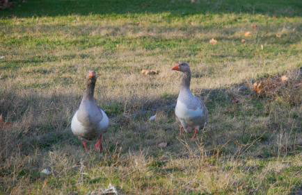 Thrassa Hotel - Foto 24