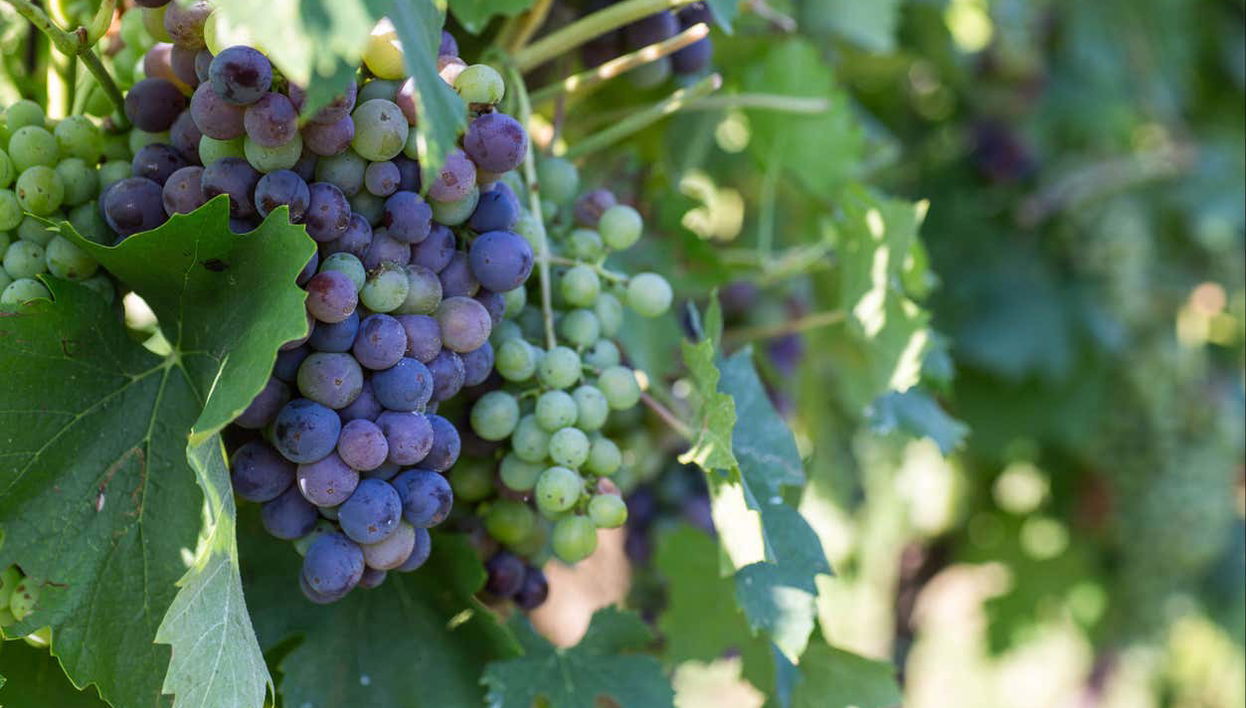 Lazise Vineyards E-Bike Tour and Wine Tasting - Foto 1