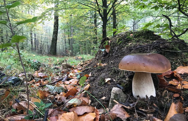 Chalet in Oignies With BBQ and Terrace - Foto 28