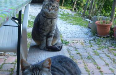 Agriturismo Becerca Vegan - Foto 68