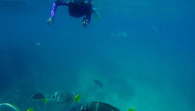 Profitez de l'activité de snorkeling