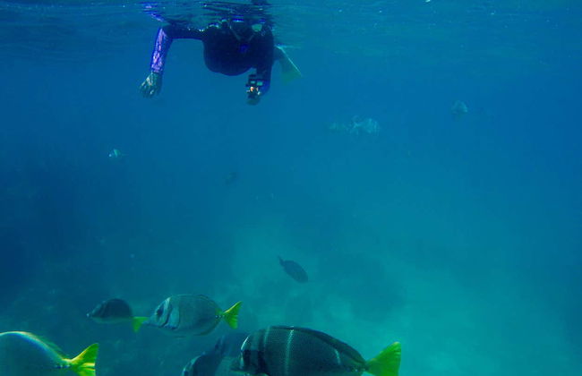 Snorkeling à Los Cabos - Photo 4
