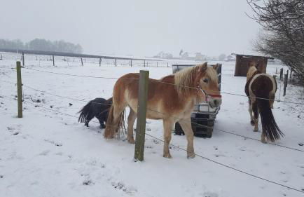 Reiterhof vom Litzlbach - Foto 61