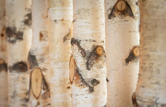 Lush Apartment in Sankt Michael ob Bleiburg - Foto 13