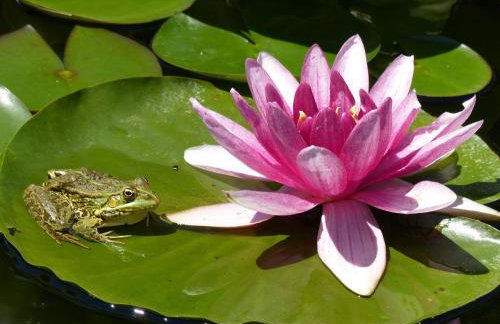 Villa Tropica, total privacy, tropical garden and private pool - Photo 61