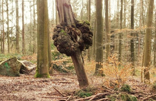 Luxurious Holiday Home in Érezée with Hot Tub - Photo 31