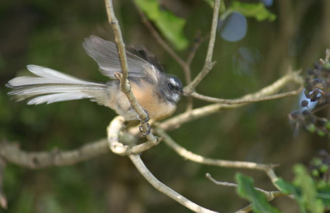 Walnut Grove Lodge - Foto 60