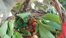 Rifugio Valentina - Foto 3, Garden