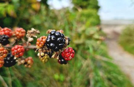 Bramble Cottage, hidden gem in Comber near Belfast - Foto 62