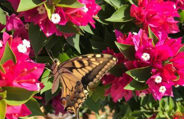 Nakou Village - Foto 50