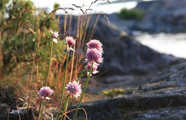 Västantill - Foto 29