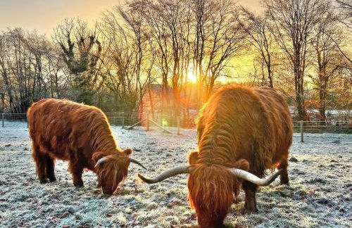 Dwrgi - Uk32923 - Foto 18