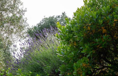 HOST4U - BORGATA VALLONE Apartments with Stunning Garden and Parking - Foto 7