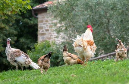 Agriturismo Semidimela - Photo 23