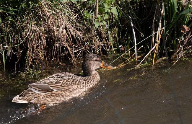 Villa in Mesch With Garden - Photo 76