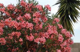 Ai 4 gatti - Foto 27