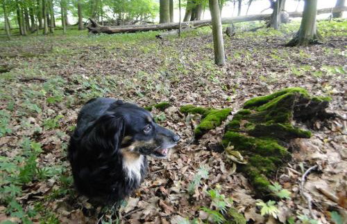 Siedlisko Na Szlaku Odry - Foto 29