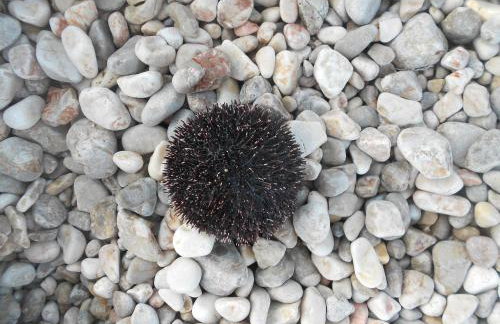 Apartment Andrija - Foto 53