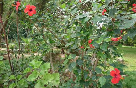 Villa com piscinas - Quintinha do Lago - Foto 10