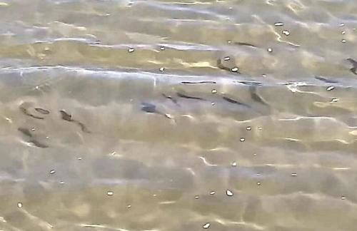 Residencial Coconut's Beach - Foto 18