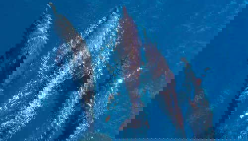 Dauphins à la Grande Barrière de Corail