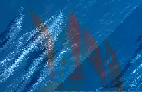 Snorkeling dans la Grande Barrière de Corail - Photo 3